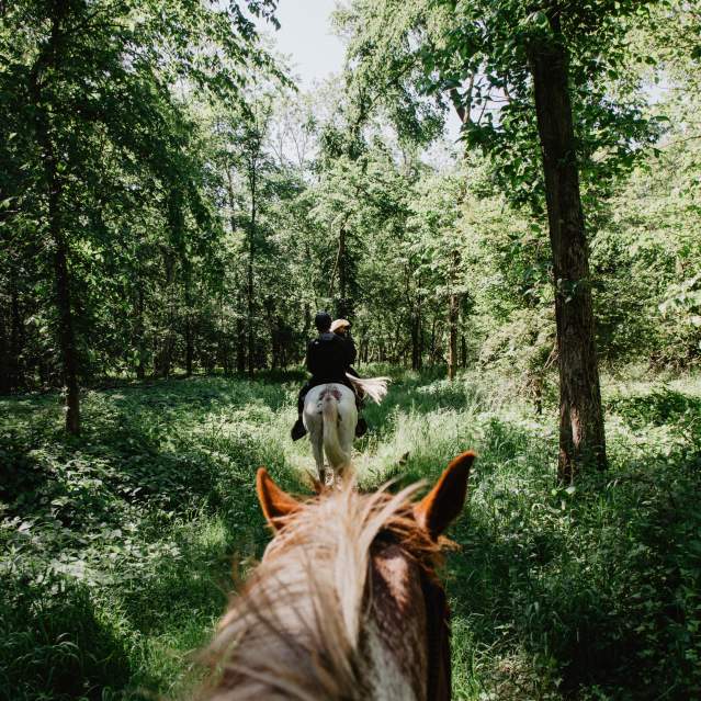 Horse Riding Texas Longhorn