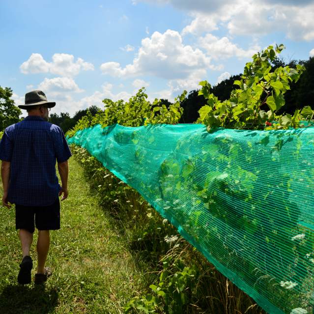 Man walking through vineyard
