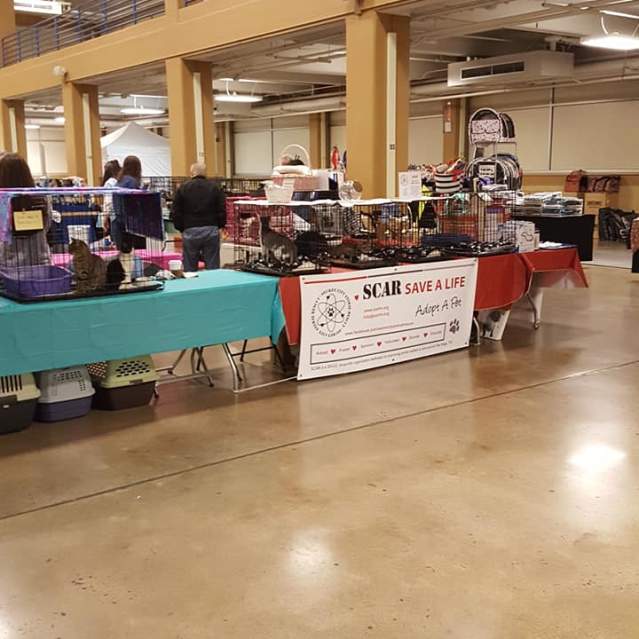 2025 Tennessee Valley Cat Fanciers Springtime Show