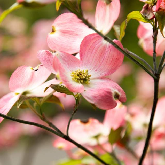 Dogwood Trails & Gardens