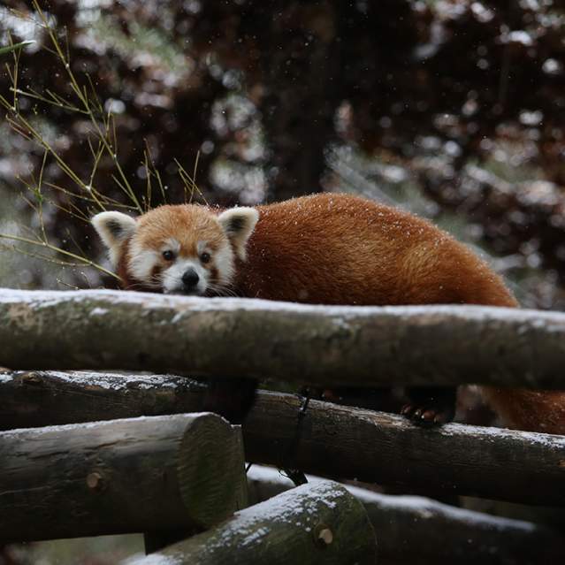 Zoo Knoxville