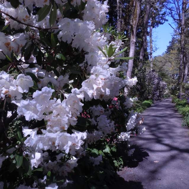 Hendricks Park Trail