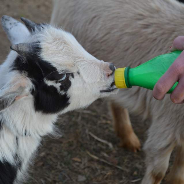 Little Goat Farm at the Lake