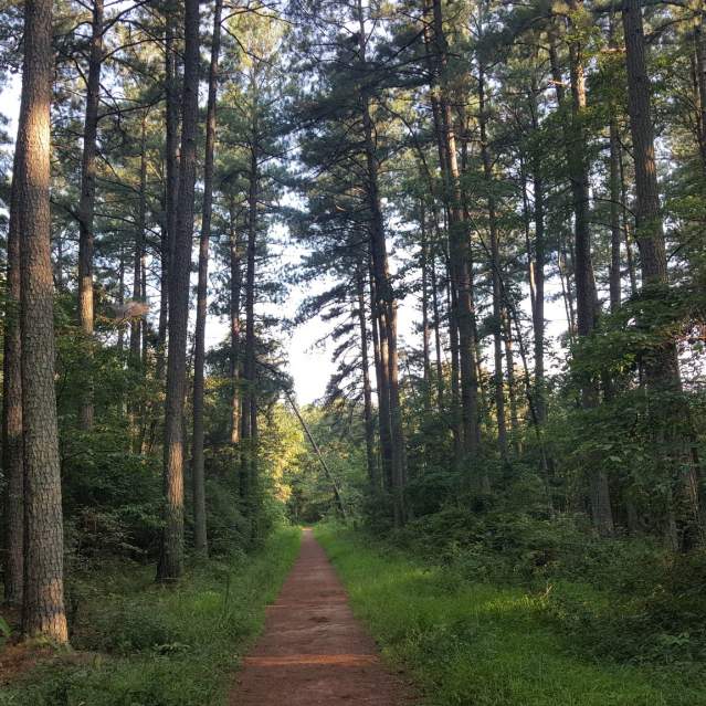 Conway Robinson State Forest