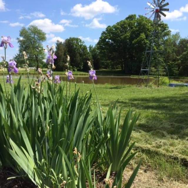 Windy Knoll Farm