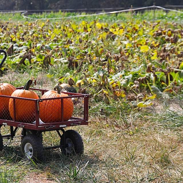 Yankey Farms