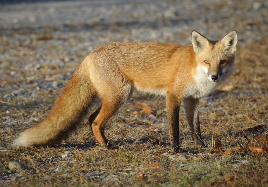 Bombay Hook National Wildlife Refuge