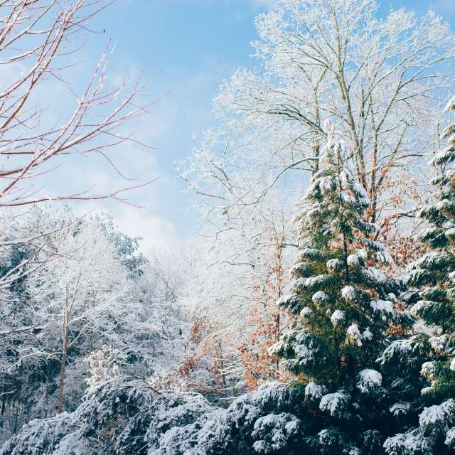 Generic Winter Nature Image