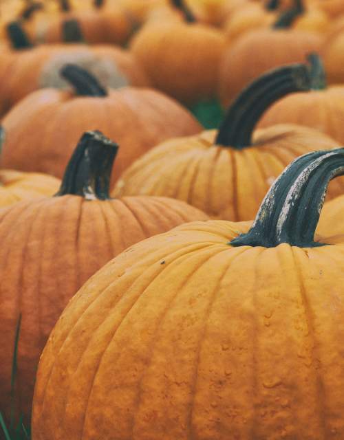 All Things Pumpkin: A Taste of Fall in Williamsburg