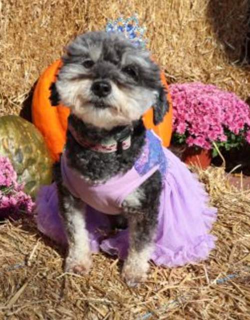 Yorktown Market Days - Paws at the River