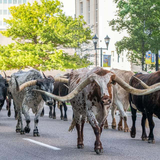 Winning photo from the 2021 cattle drive photo contest - longhorns in downtown Amarillo