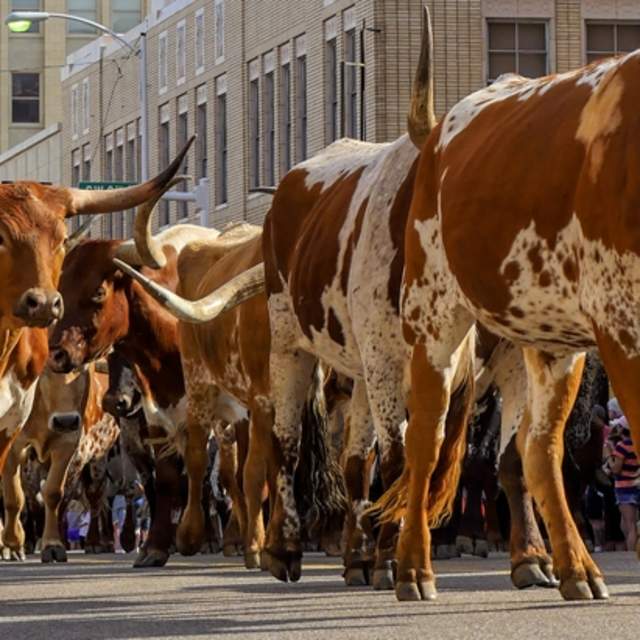 Cattle Drive
