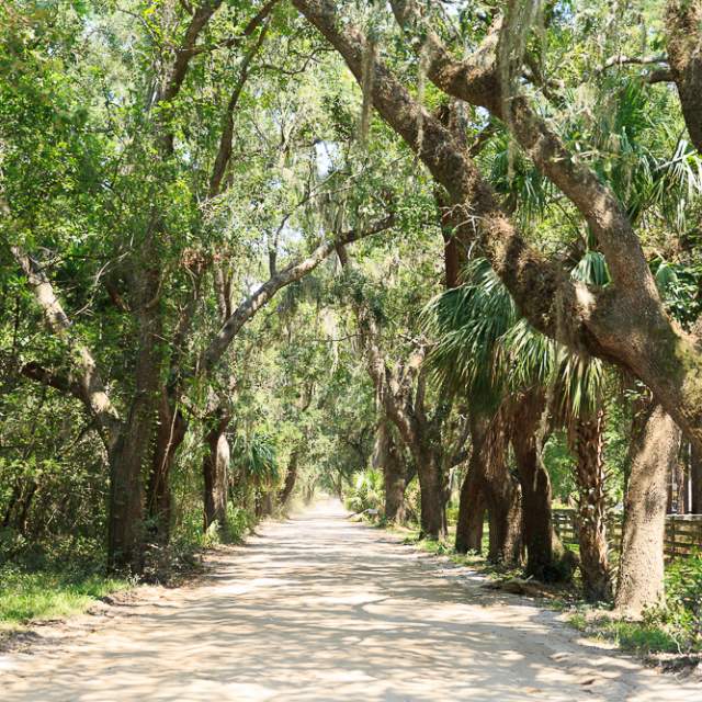 A tree-lined pathway on St. Helena Island in South Carolina