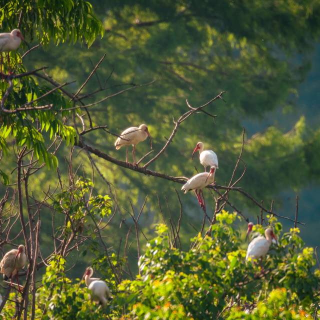 Birding
