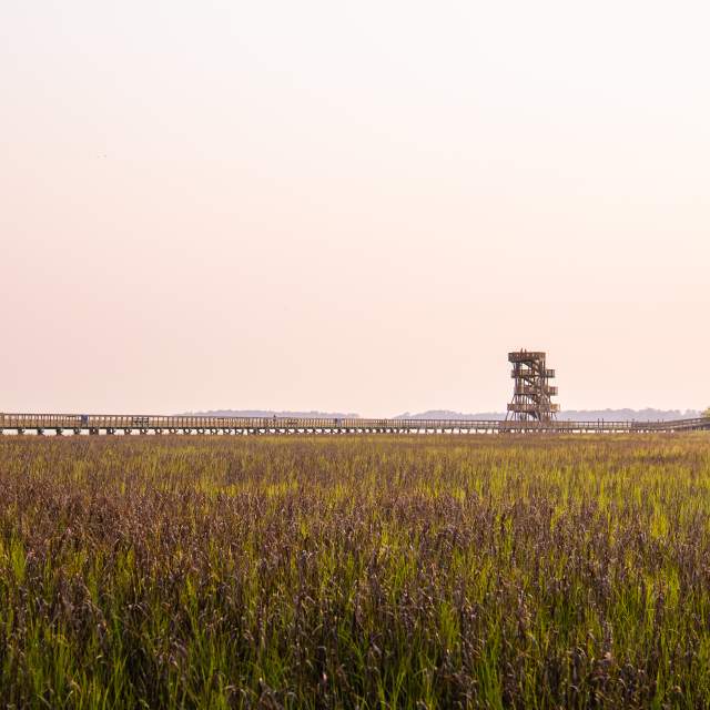 The Boardwalk and Observation Tower