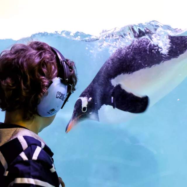 Celebrating Neurodiversity: 5 Accessible West Midlands Attractions