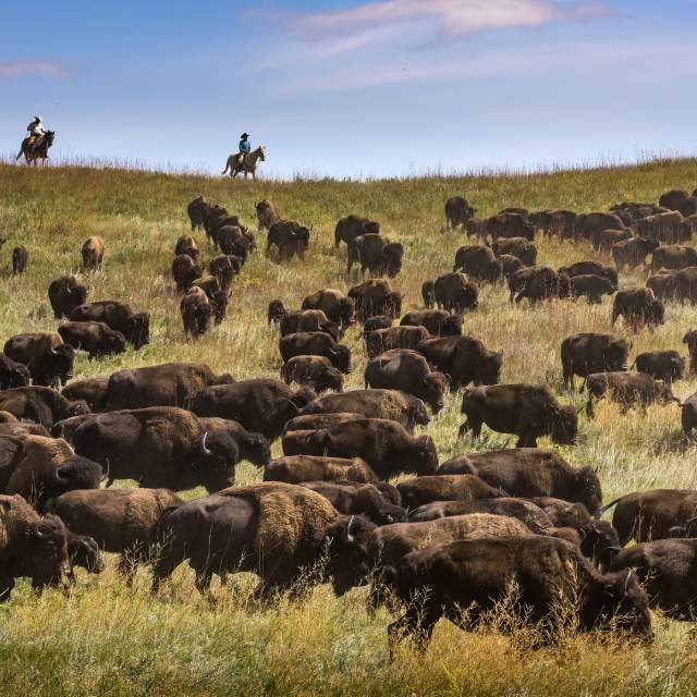 Custer State Park Bison