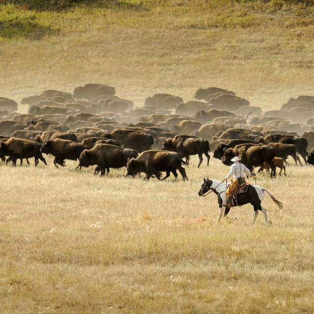 Custer State Park Buffalo Roundup