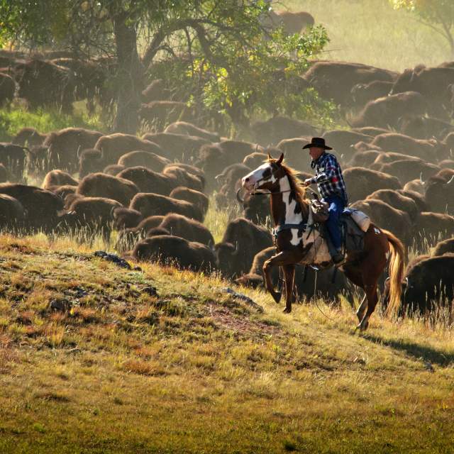 Custer State Park Buffalo Roundup