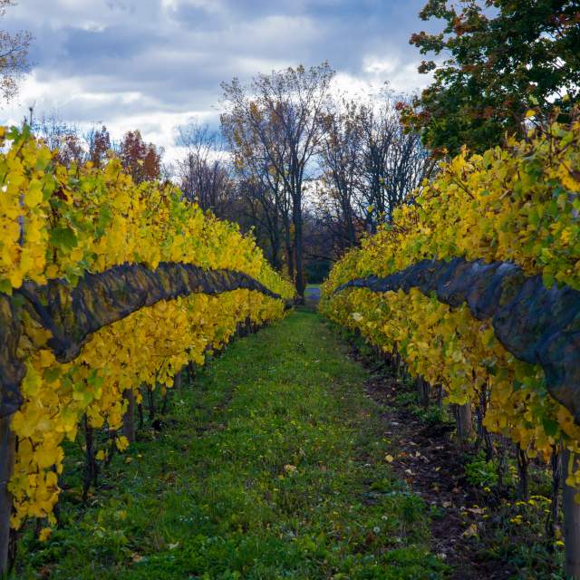 Wine Trail