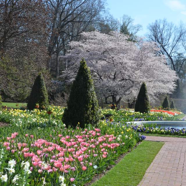 Tulip Garden at Longwood Gardens