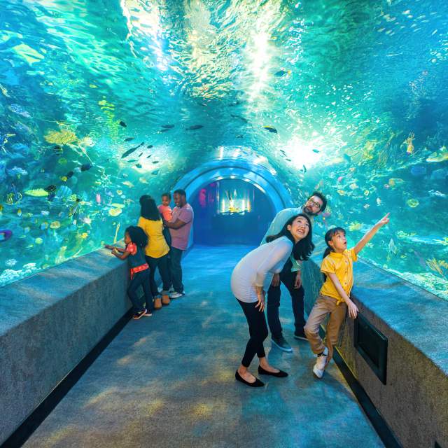 Two families looking up in wonder in the Coral Reef Tunnel exhibit at the Newport Aquarium