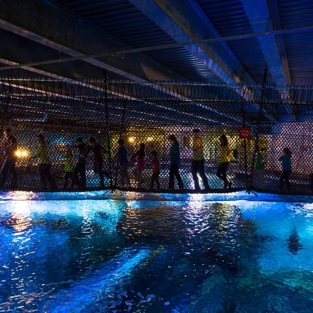 A line of people walking across the suspended Shark Bridge over the shark tank at the Newport Aquarium