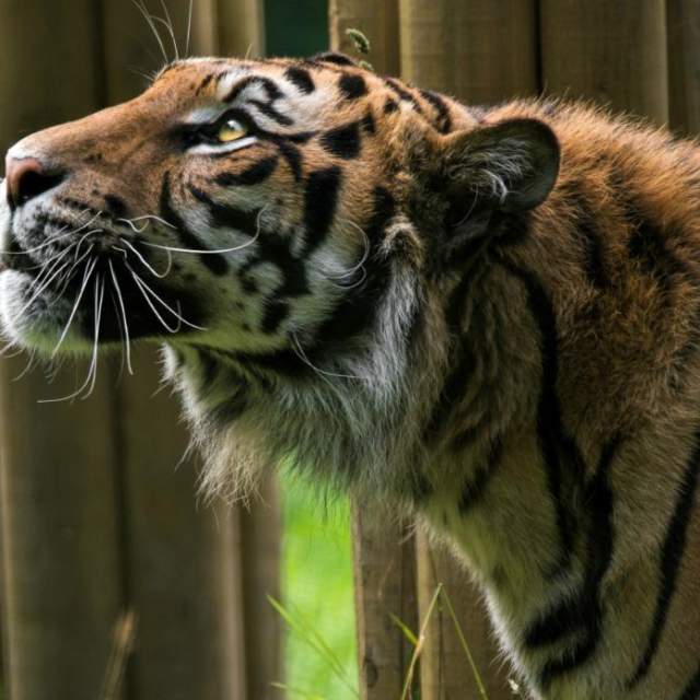 Tiger in enclosure at Welsh Mountain Zoo