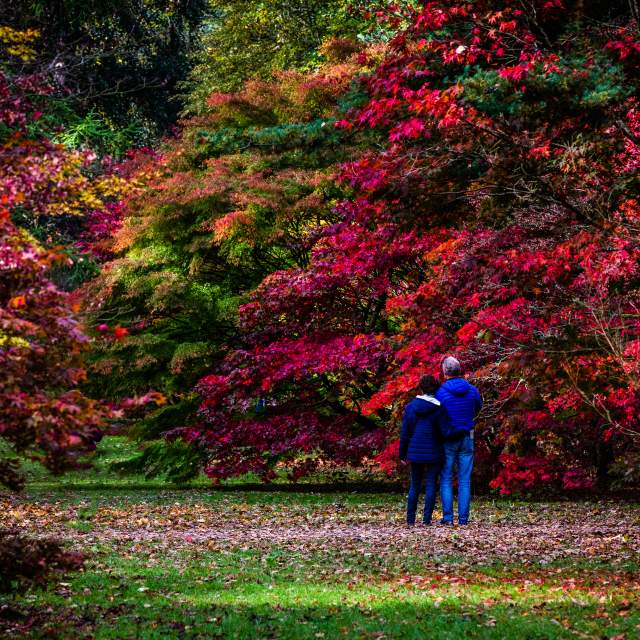 Westonbirt - The National Arboretum trees in the autumn, a couple look on to the trees with red and orange leaves