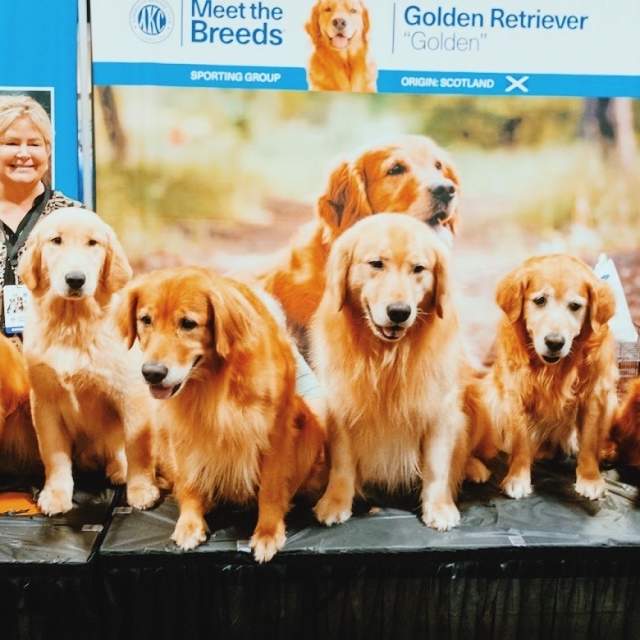 Akc sporting sale group breeds