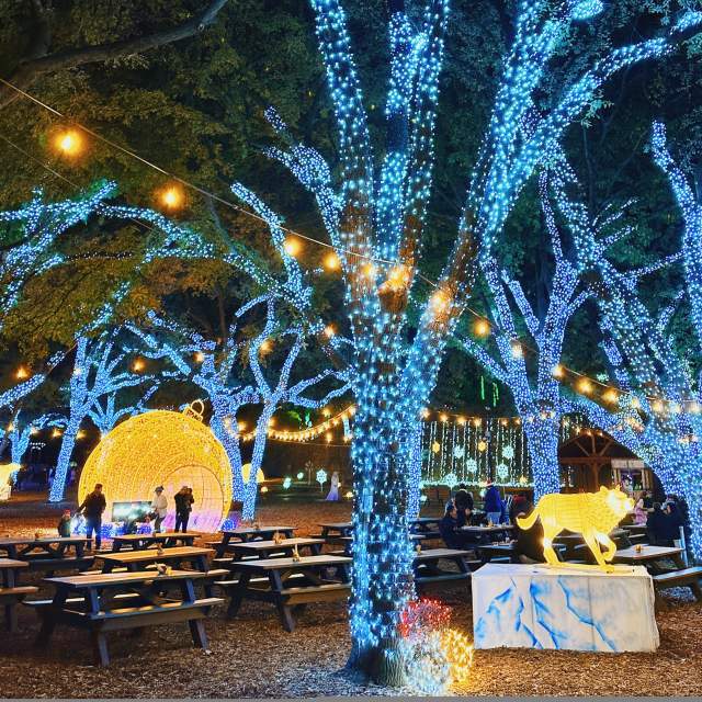10 Must-Do Holiday Light Experiences Around Dallas