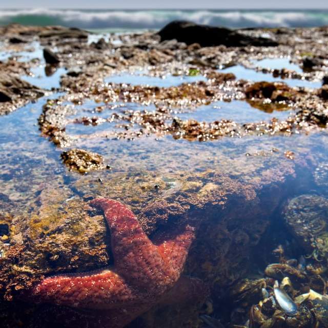 tidepool hike Ocean Institute