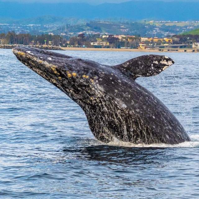 gray whale