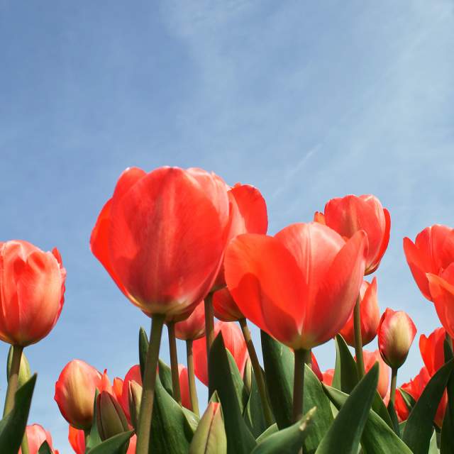 Tulip Flower Field Texas Best Flower Site