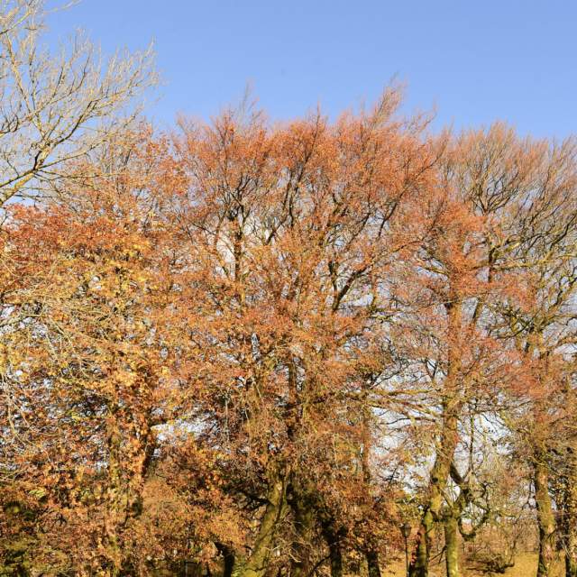 Autumn Trees in Devon