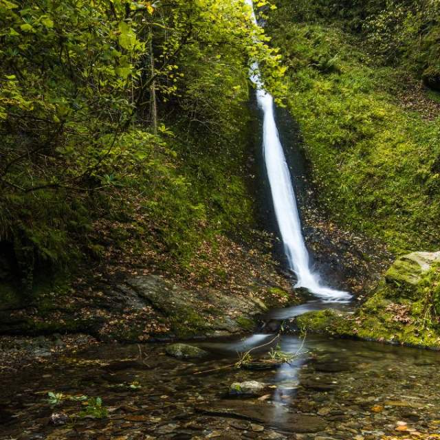 A serene waterfall cascades down a moss-covered cliff into a tranquil stream, surrounded by lush greenery and scattered autumn leaves, evoking calm.