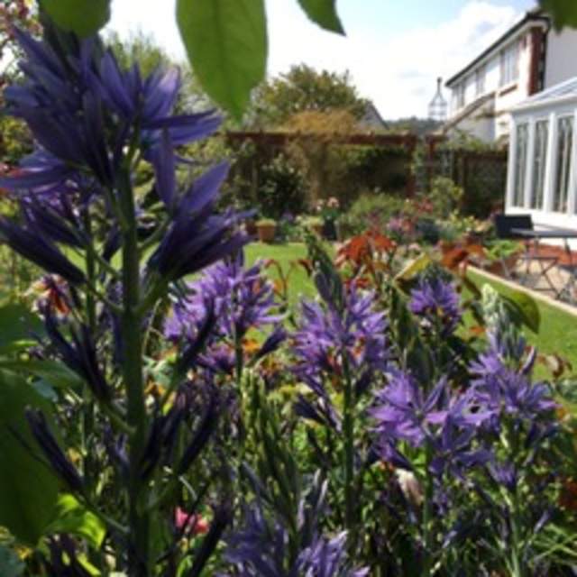 Purple flowers bloom in a vibrant garden with a lush green lawn and assorted plants. A sunny day highlights a cozy house with a glass conservatory.