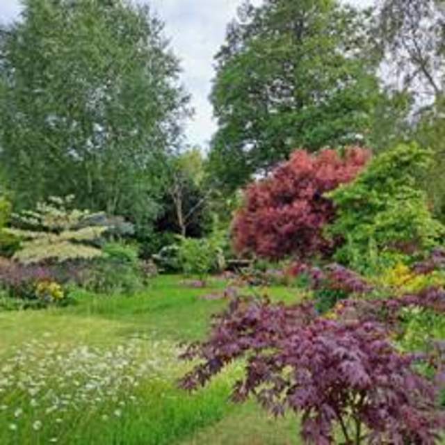 Lush garden scene featuring diverse trees and shrubs with red and green foliage, bordered by wildflowers. The atmosphere is tranquil and vibrant.