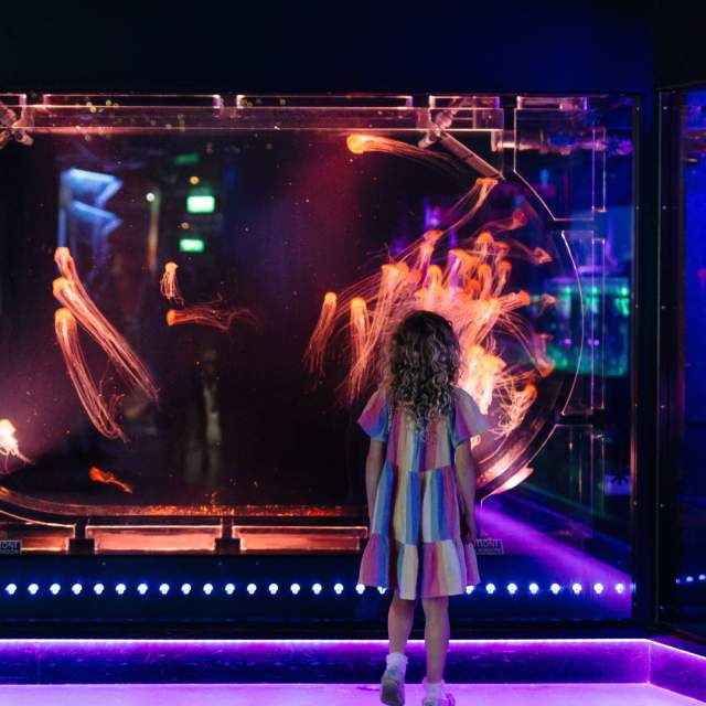 A child enjoying the jellyfish on display at The Deep.