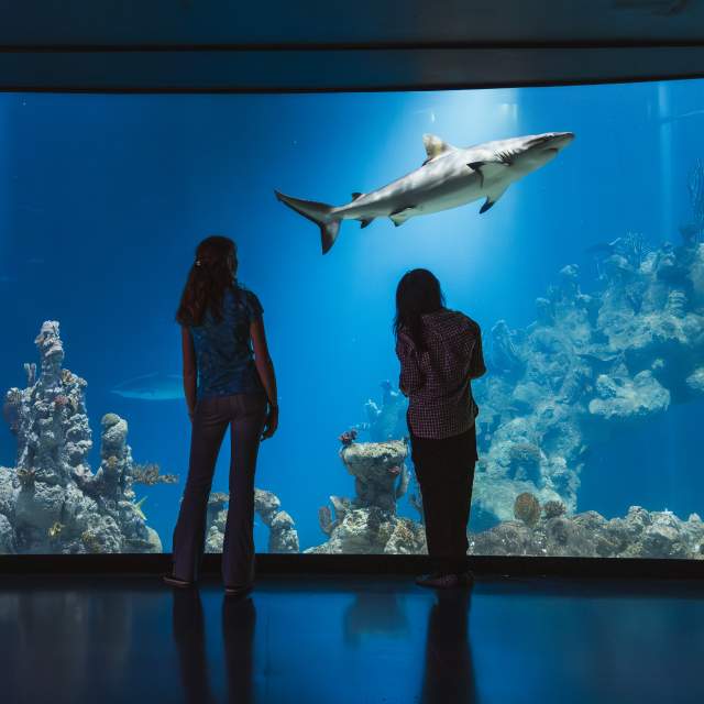 Two people stand in front of a large aquarium window at the Deep in Hull, looking at a shark swimming above coral and rock formations in a deep blue underwater tank.