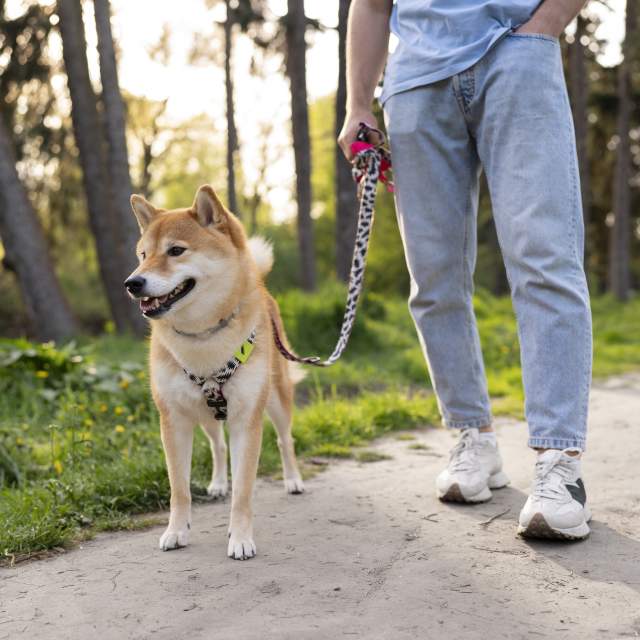 Visiting with Your Dog? Everything You Need to Know About Dog-Friendly Fuengirola
