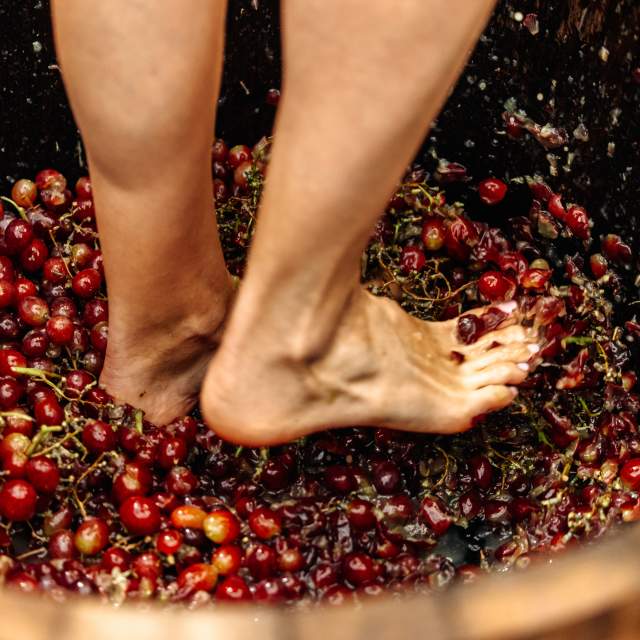 Feet in GrapeStomp bucket with grapes