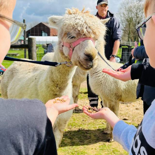 Children feed an Alpaca at Aldingbourne Country Centre