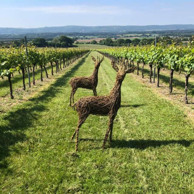 Roebuck Vineyard