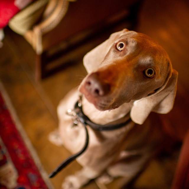Dogs are welcome at The Spread Eagle Hotel & Spa