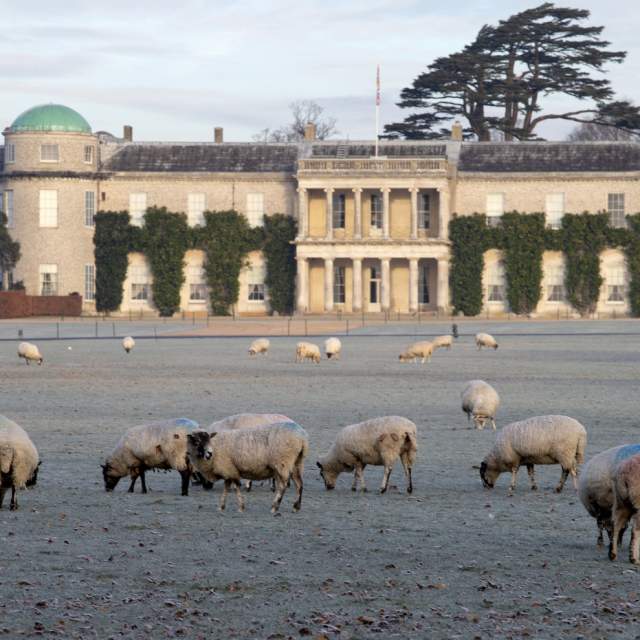 Goodwood House with Sheep