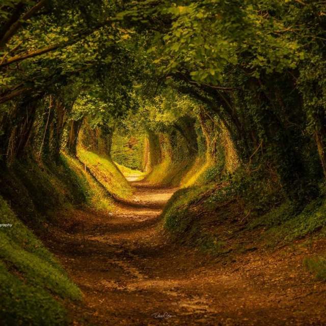 The Halnaker tree tunnel on the Halnaker Windmill Trail