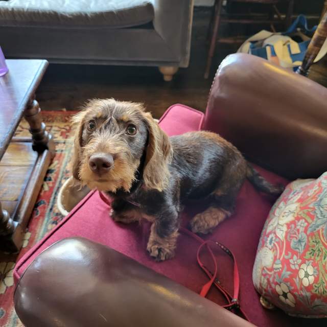Dog at Spread Eagle