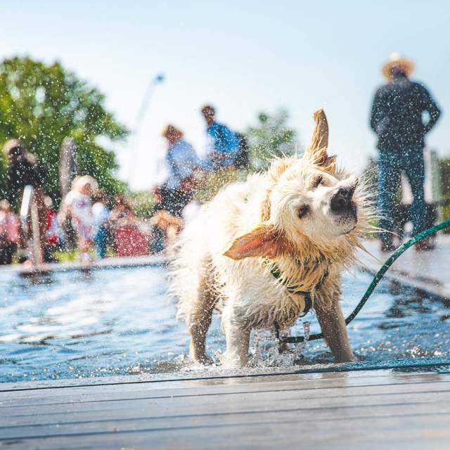 a dog shakes off after a dip at goodwoof