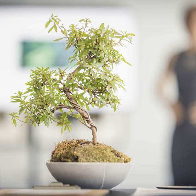 a picture showing bottles of water, a bonsai tree and a person